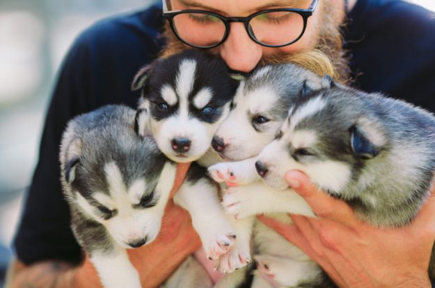 12 perguntas para fazer ao criador quando for comprar um cachorro